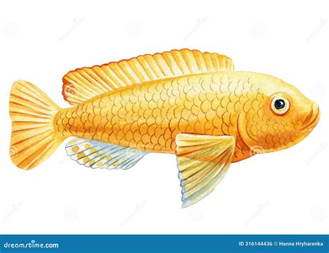 Yellow Fish Watercolor Isolated White Background. Marine Life Painting ...