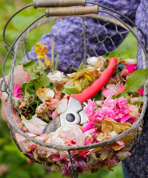 6 Rose Deadheading Mistakes To Avoid If You Want More Blooms