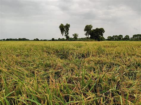 Rain Destroyed Paddy Crop In Malwa Potatoes Ruined In Doaba Paddy