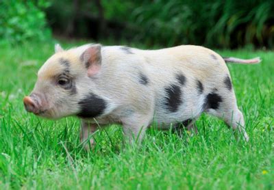 Mini Pig Breeds & Mini Pig Registries: Are You Wasting Your Money ...