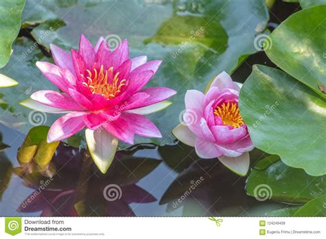 Lirios De Agua Rosados En Tiro Del Primer En La Charca Local Imagen De