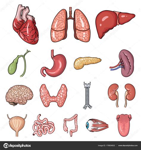 human organs cartoon icons  set collection  design anatomy