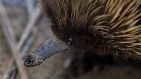 Fact File Short Beaked Echidna Tachyglossus Aculeatus Australian