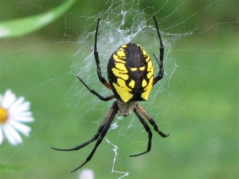 Argiope Aurantia Yellow Garden Spider Black And Yellow Garden Spider Massachusetts