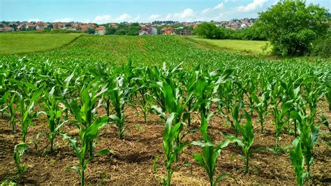 Planta De Maíz En Campo · Fotos De Stock Gratuitas