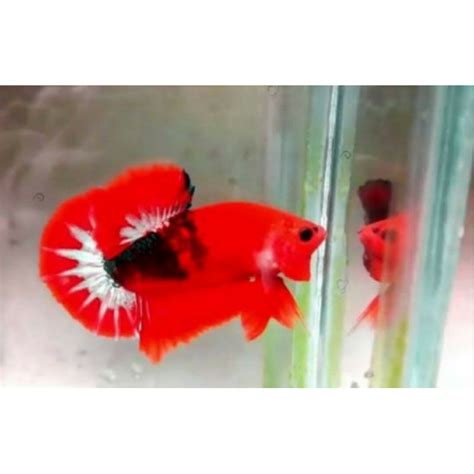 Jual Ikan Cupang Hias Bahan Hellboy Bold Star Shopee Indonesia