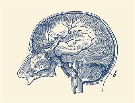 Brain Anatomy Drawing at PaintingValley.com | Explore collection of ...