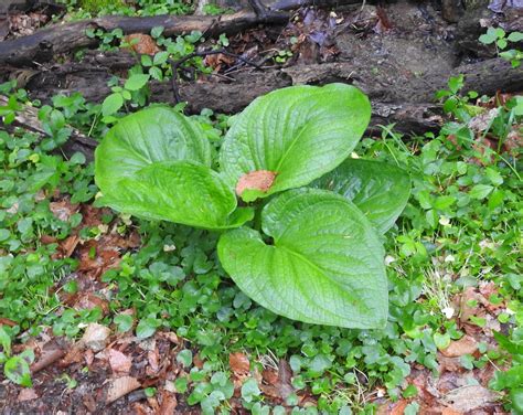 Eastern Skunk Cabbage The Philadelphia Nature Guide