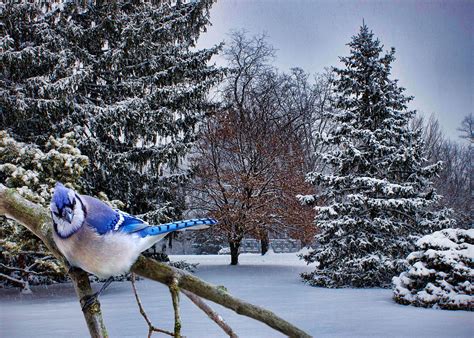 Winter Blue Jay Photograph by Ron Grafe