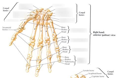 Hand Bones Diagram | Quizlet