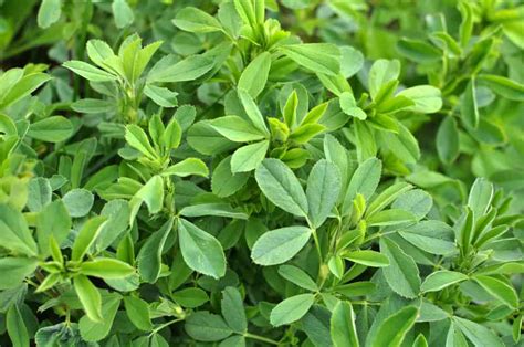 Alfalfa Plants