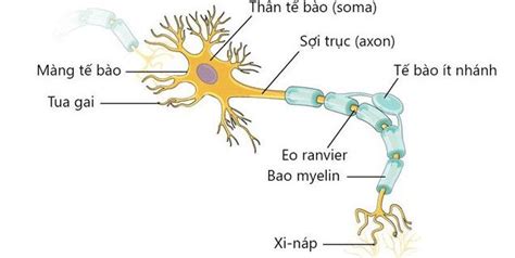 Tại sao xung thần kinh lan truyền trên sợi thần kinh có bao miêlin theo