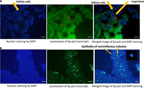 Frontiers A Novel Imprinted Gene Sp Pol With Sex Specific Snp Locus