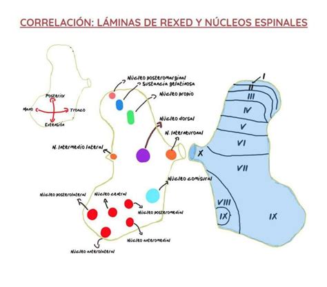 L Minas De Rexed Y N Cleos Espinales Ernesto Ohtli Mejia Ramirez Udocz