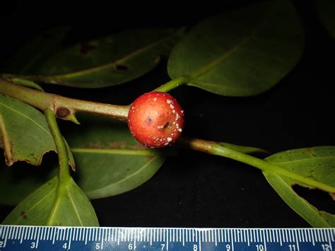 Ficus Moraceae Image 214744 At PhytoImages Siu Edu