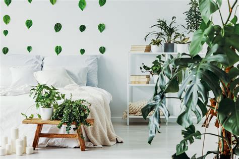 Urban jungle conheça mais sobre essa tendência da decoração Rino