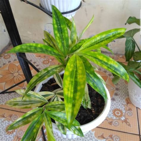 Jual Tanaman Hias Dracena Golden Tanaman Vertical Garden Dracena