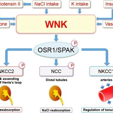 Regulators And Effectors Of Wnkosr Spak Kinase Signalingnacl And K