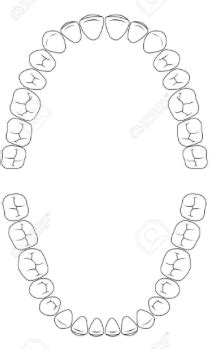 Teeth Diagram | Quizlet