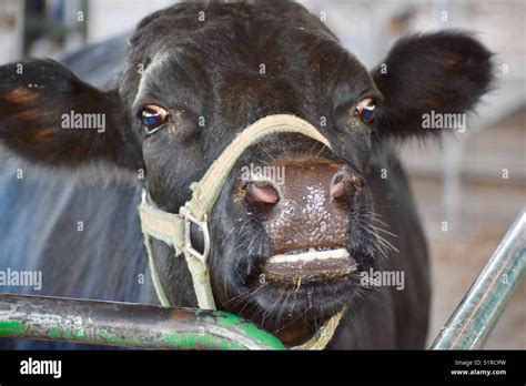 Dientes De Vaca Fotos E Imágenes De Stock Alamy