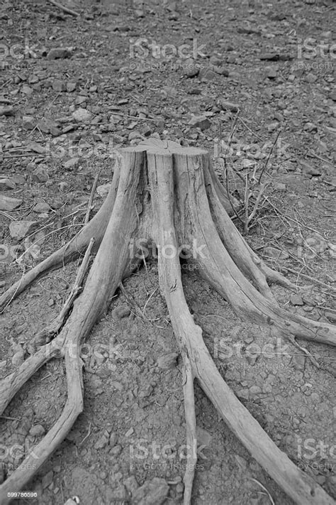 Pemotongan Mati Karena Akar Pohon Foto Stok Unduh Gambar Sekarang