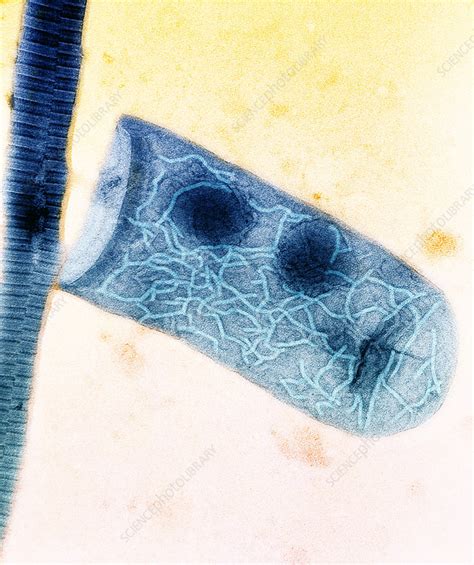 Mycobacterium Leprae Structure