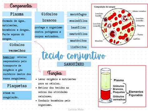 Tecido Conjuntivo Mapa Mental