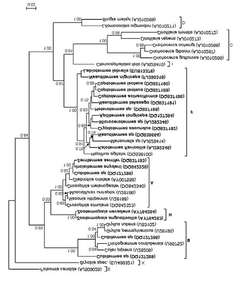 Unrooted Phylogenetic Relationships Between Wolbachia From Termites