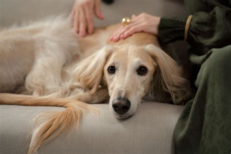 Saiba Como Diminuir O Sofrimento Dos Pets Durante A Queima De Fogos No