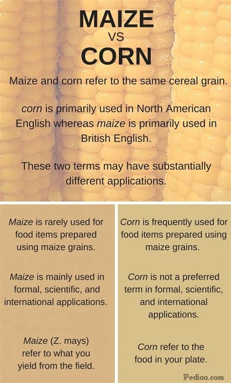 Maize Vs Corn: Similarities And Differences, 53% OFF