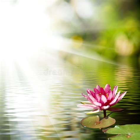 Beautiful Lotus Flower On The Water In A Park Close Up Stock Photo