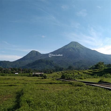 Dijual Tanah Trawas Luas M Shm View Gunung Penanggungan Dan Sawah