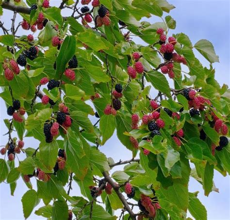 Morus Nigra Black Mulberry Farmyard Nurseries