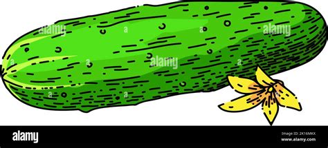 Cucumber Vegetable Sketch Hand Drawn Vector Stock Vector Image And Art