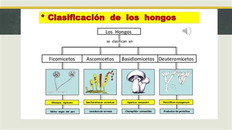 Microbiología Y Clasificación De Los Microorganismospptx