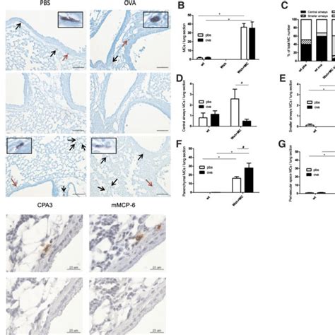 Staining and localization of mast cells in pulmonary sections from ...