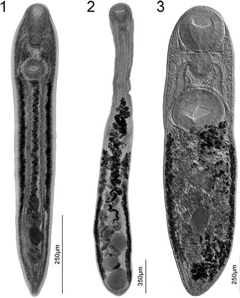 Parasites of Southern Short-Tailed Shrews, Blarina carolinensis