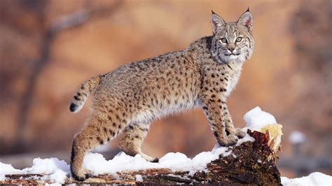 Wildcat Facts, History, Useful Information and Amazing Pictures