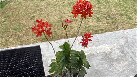 Cultiva Epidendrum Warszewiczii GUÍA y SECRETOS APRENDE YA