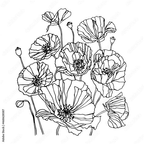 Poppies hand drawn ink illustration. Vector black and white floral drawing of poppy Stock Vector ...