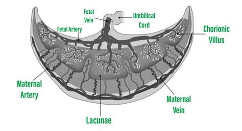 Placenta Structure And Functions Explained With Diagram