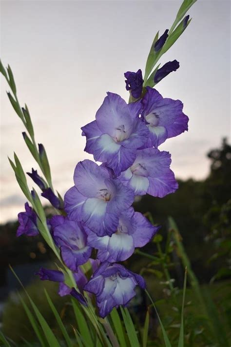 Gladiolus Plant Care And Collection Of Varieties