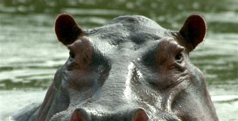 Pablo Escobar's hippos recover a lost world - Archyde