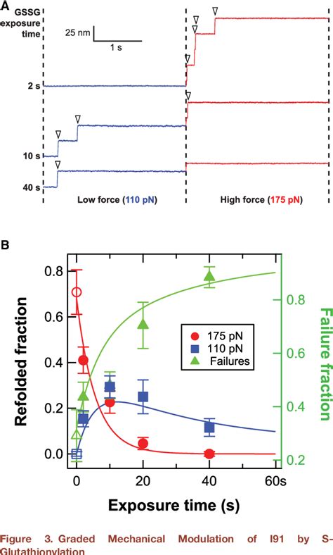 Figure From S Glutathionylation Of Cryptic Cysteines Enhances Titin