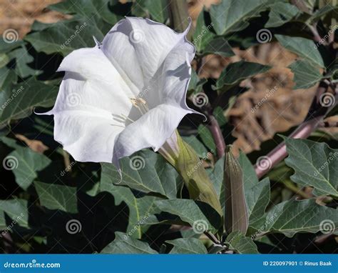 Poisonous Sacred Datura Plant Stock Image Image Of Wrightii