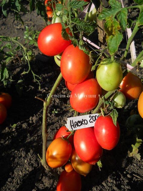 Низкорослые помидоры