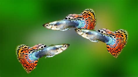 Guppy Fish Care Guide – Diapteron Shop