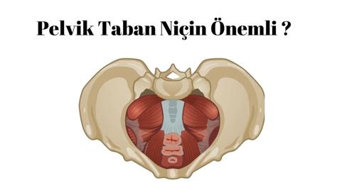 PELVİK TABAN NİÇİN ÖNEMLİDİR Quadro Athletics