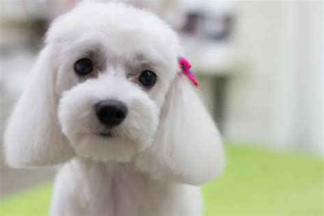 Discover The Maltese Poodle Chihuahua Mixs Playful Energy - The ...