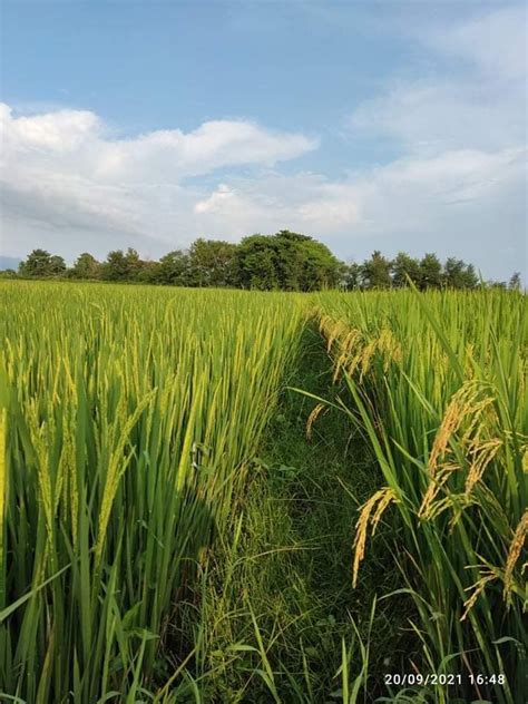 Organic rice farm ️ | Farm, Farmland, Organic rice